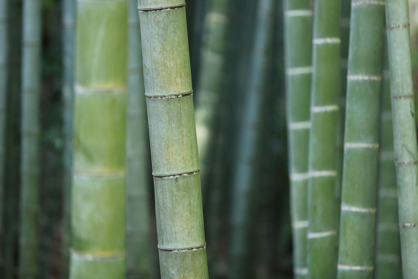 bamboo stem in a forest 