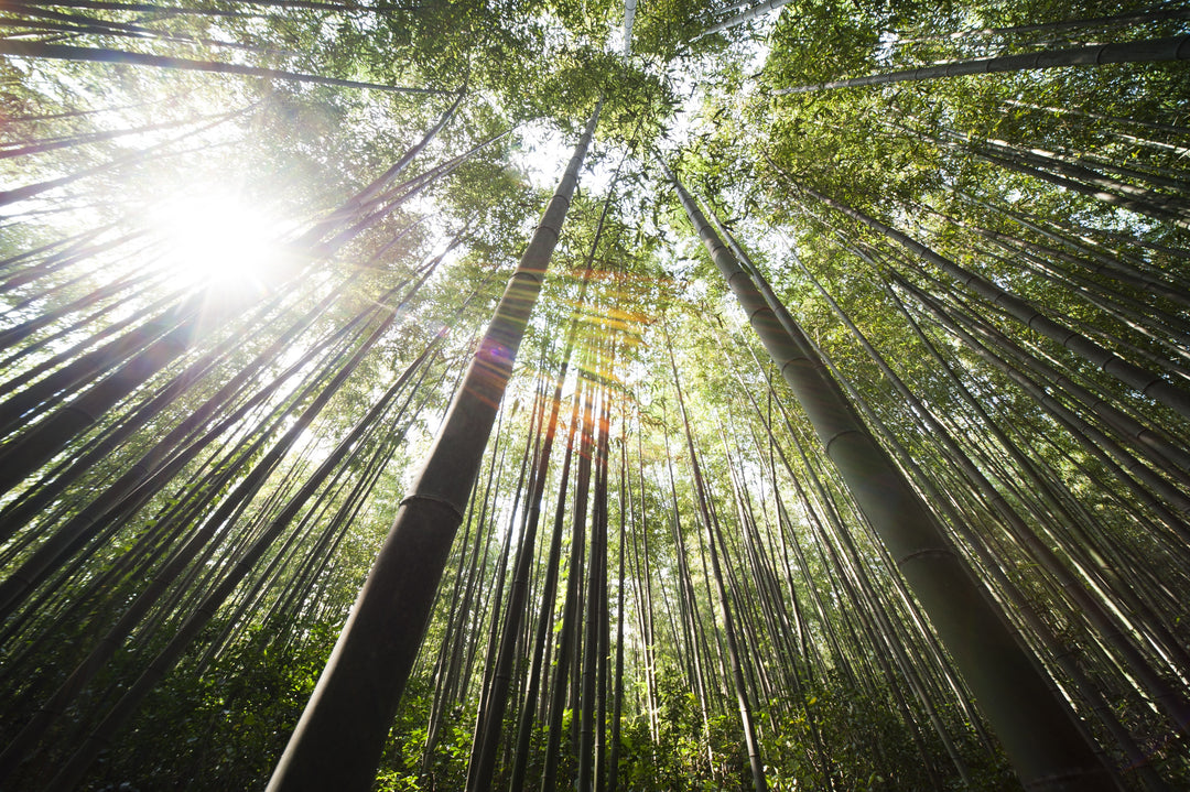 Bamboo forest Sustainable